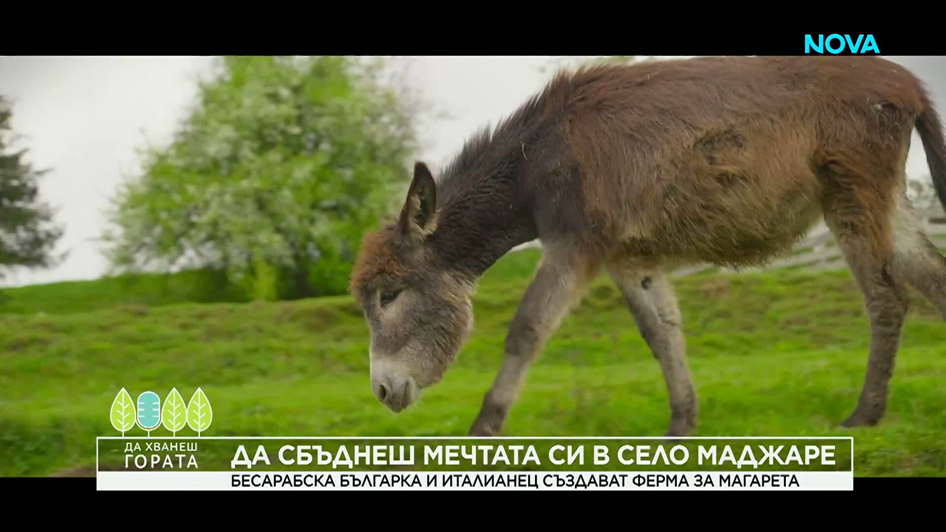 Да хванеш гората | Бесарабска българка и италианец създават ферма за магарета | 31 май 2026