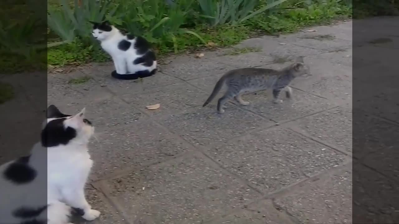 Да помогнем на бездомните котета ! Всяко едно животно заслужава капчица любов !