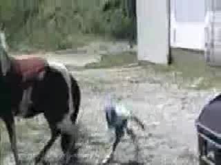 Ужасно!!!! Кон Рита Дете