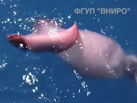 Най-големият калмар, който сте виждали някога