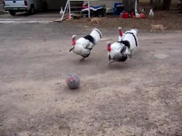 Смях ... Пуйки играят футбол