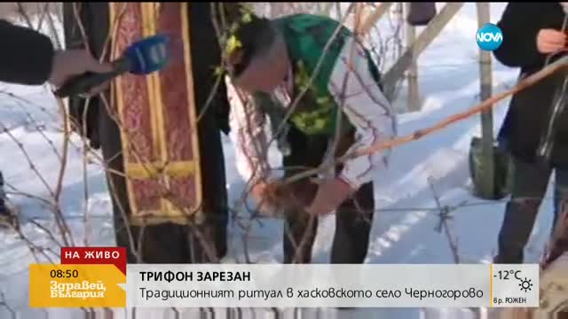 Зарязване на лозите в село Черногорово