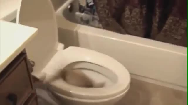 Глупави забавни котки   100 % смях хаха :d :d