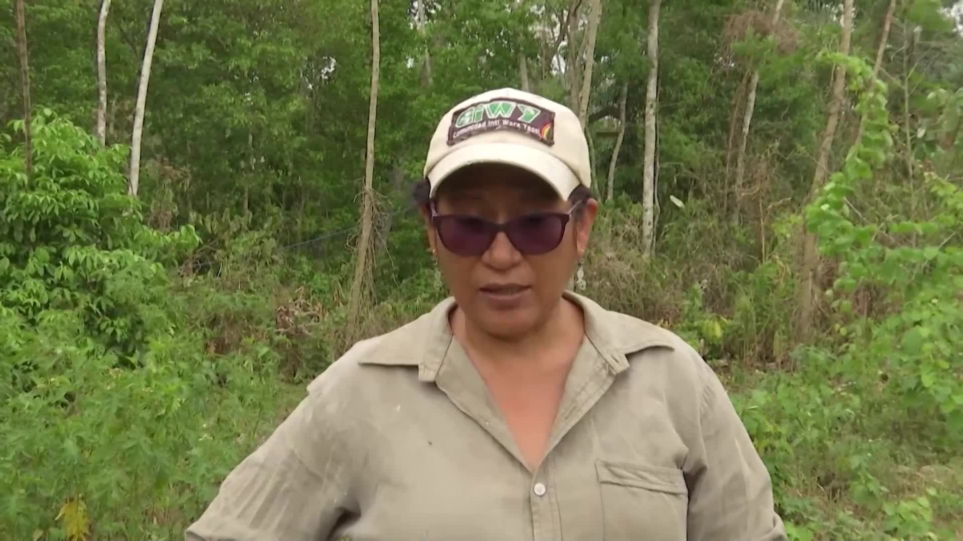В надпревара с времето: Боливийски приют спасява животни, пострадали от горските пожари (ВИДЕО)