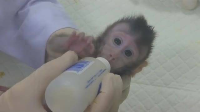 ПРОБИВ В НАУКАТА: За пръв път клонираха маймуни