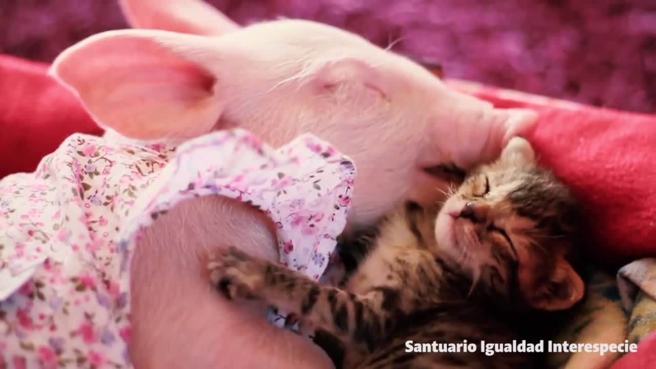 Коте се влюби в прасе, неразделни са 