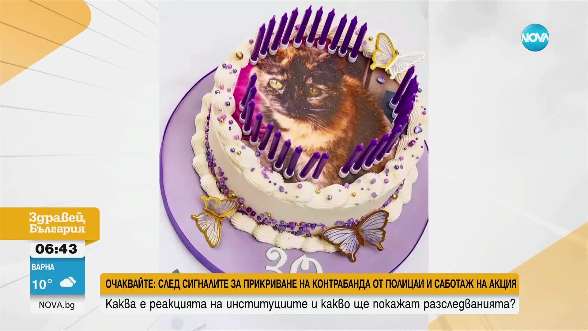 Коя е най-възрастната котка на света?