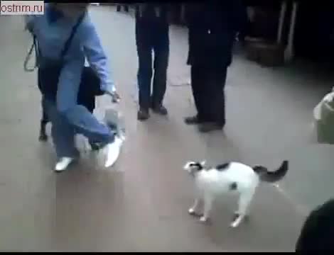 Котка напада Ротвайлер
