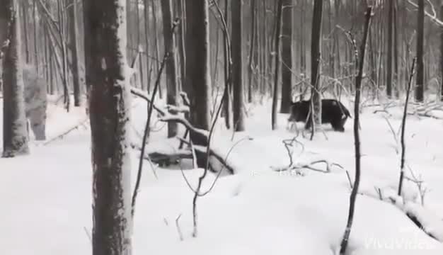 Ловец и глиган играят на криеница в гората