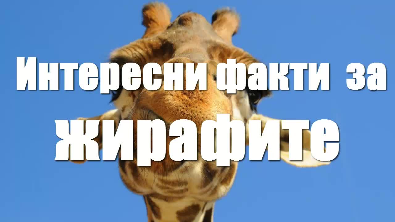Интересни факти за жирафите