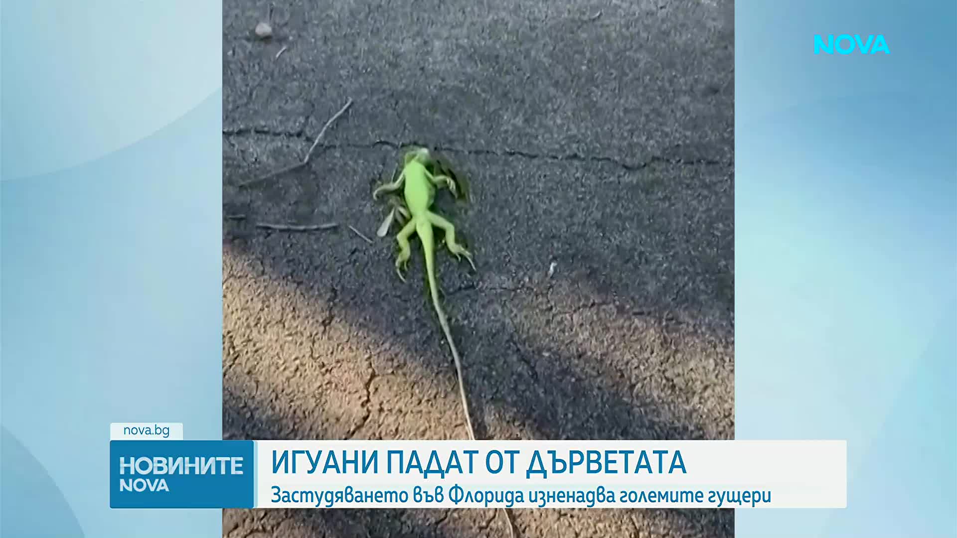 Игуани падат от дърветата във Флорида