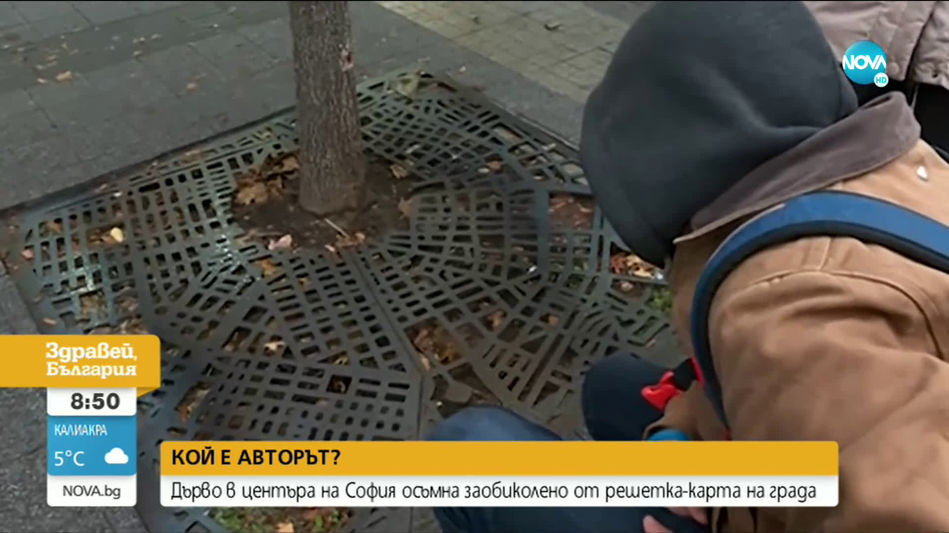 Дърво в центъра на София осъмна с решетка-карта на града