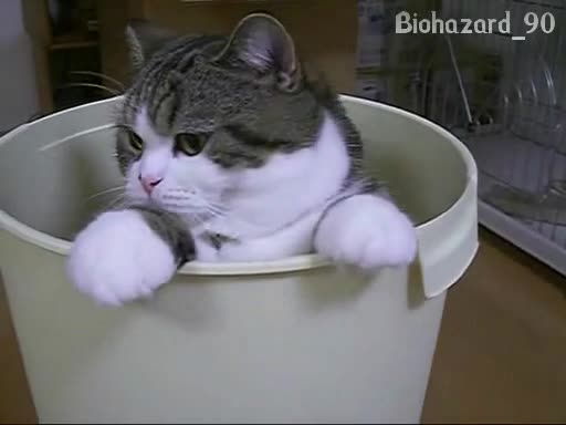 Шантавото коте се е усамотило в кофата и гони камерата