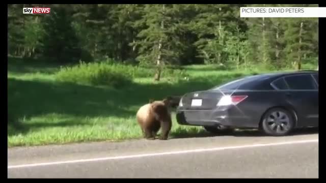 Мечка гризли се опитва да се покатери върху семейна кола