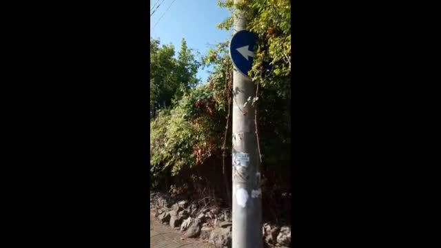 Храстите около пътните знаци на вниманието на Община Обзор