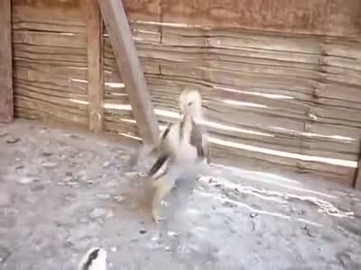 Пиле психопат