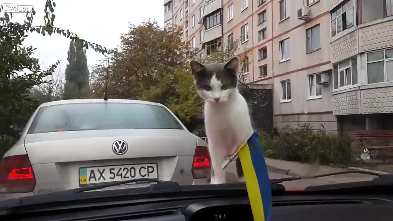 любопитна котка катапултира