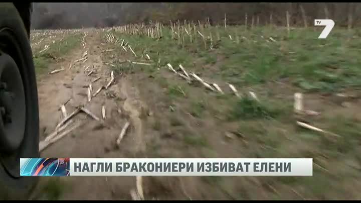 Бракониери убили 5 благородни елена