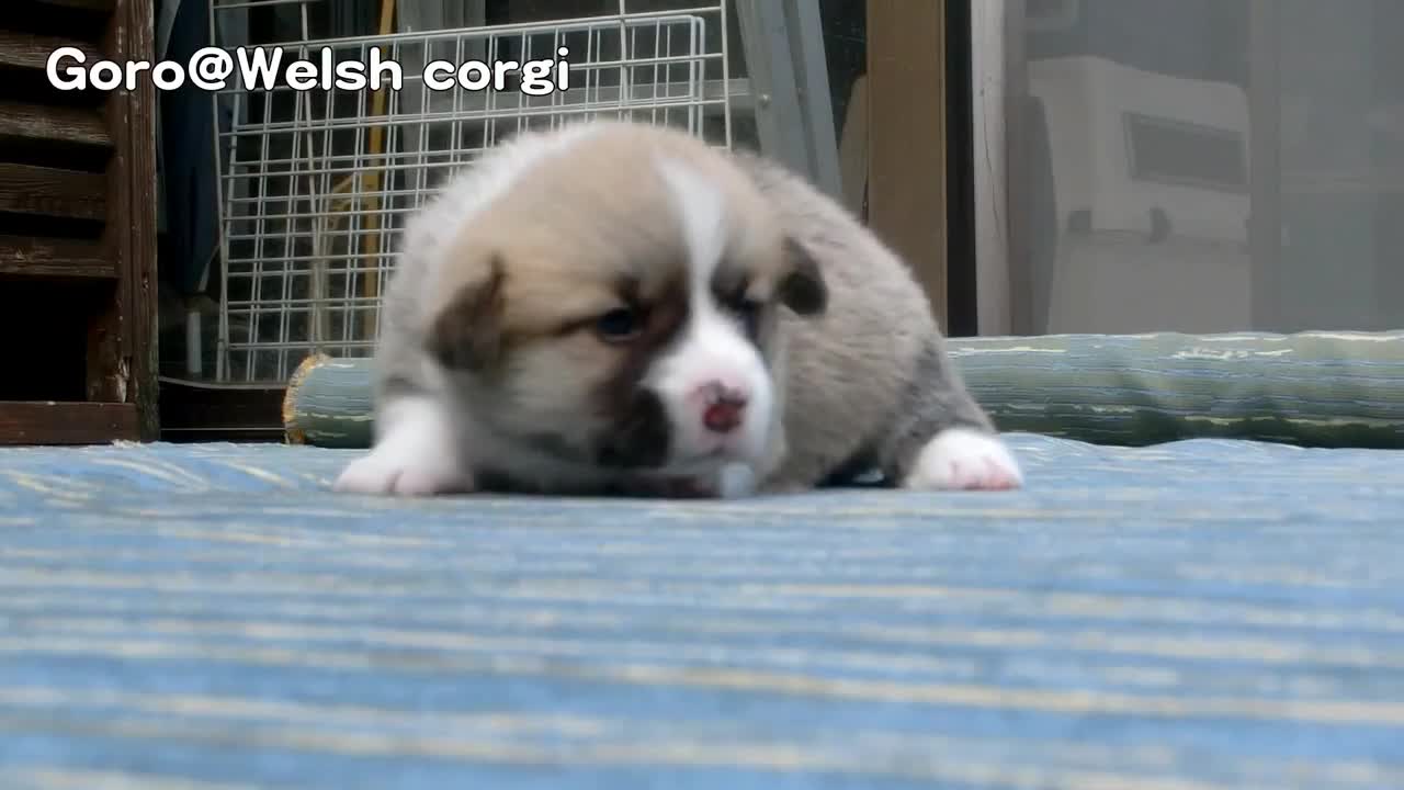 Малка душичка ..
