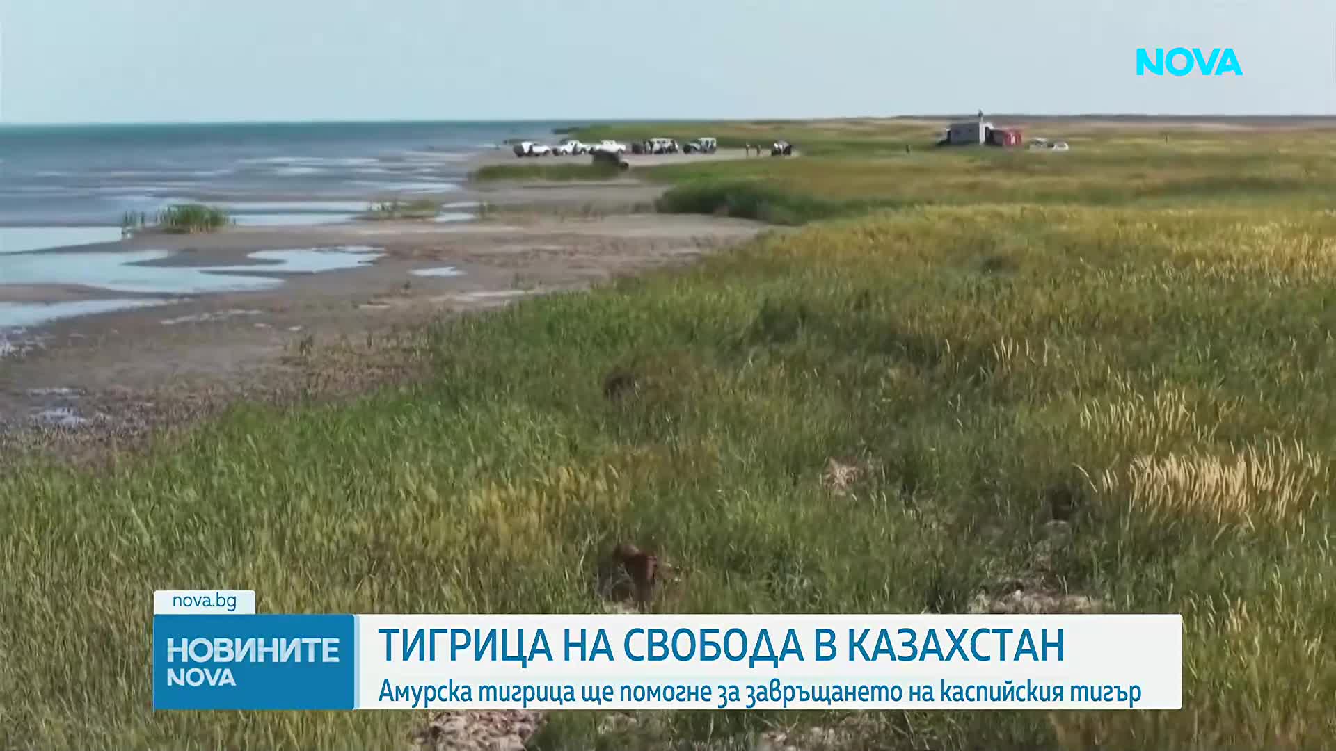 Тигрите се завръщат в Казахстан след десетилетия отсъствие