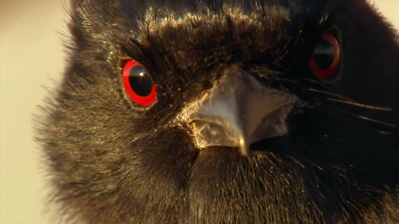 Изпечен Крадец
