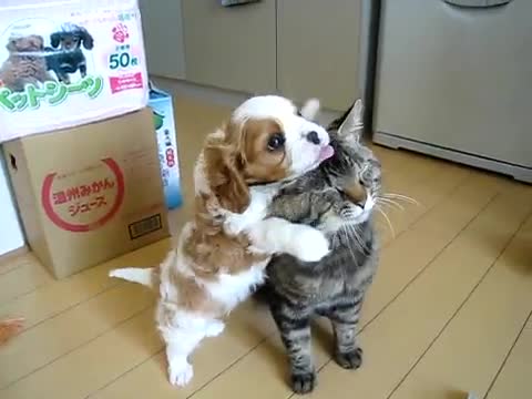 Малко кученце хапе коте по ушите!