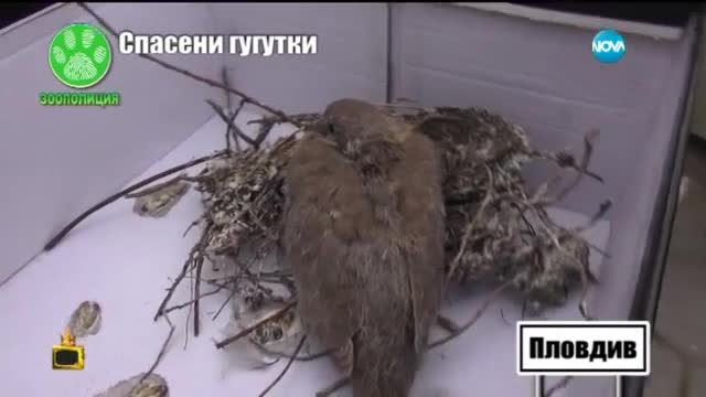 Добрият пример - деца спасяват птици - Господари на ефира (23.07.2015)