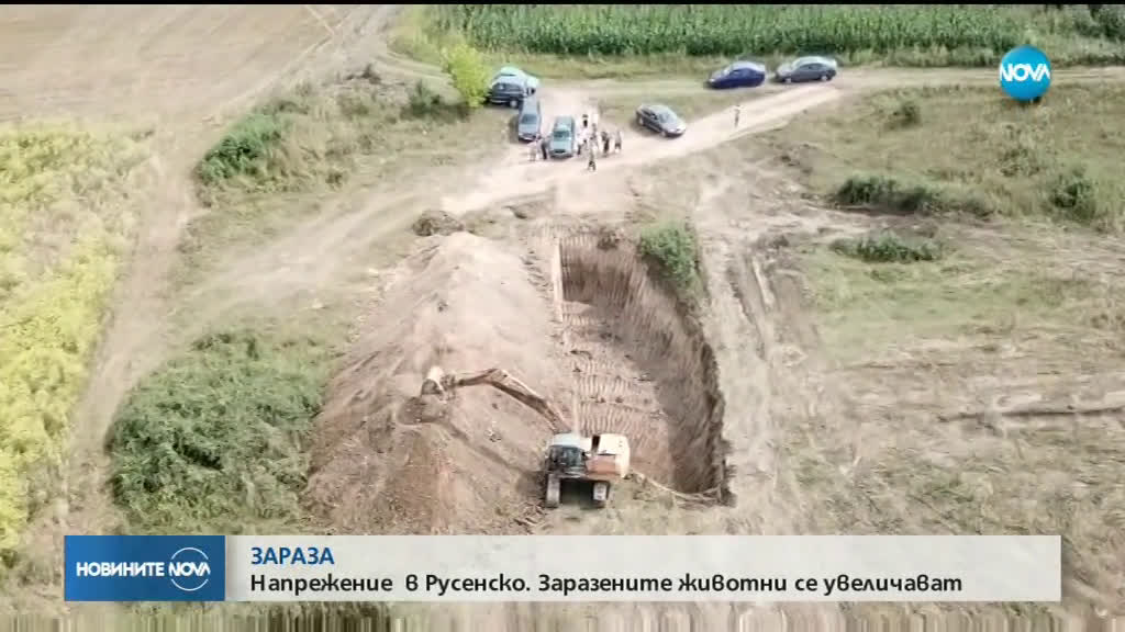 В ПИКА НА ЧУМАТА: Под заплаха ли е свиневъдството у нас?