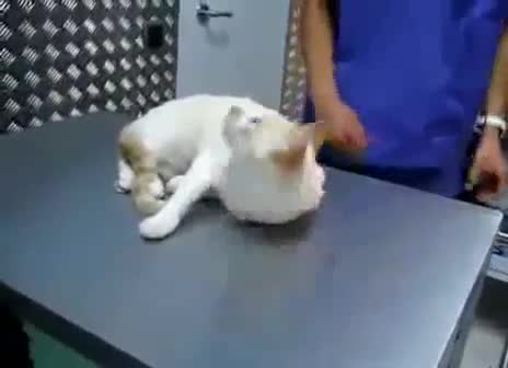 Ефективен начин да "деактивираш" котка!