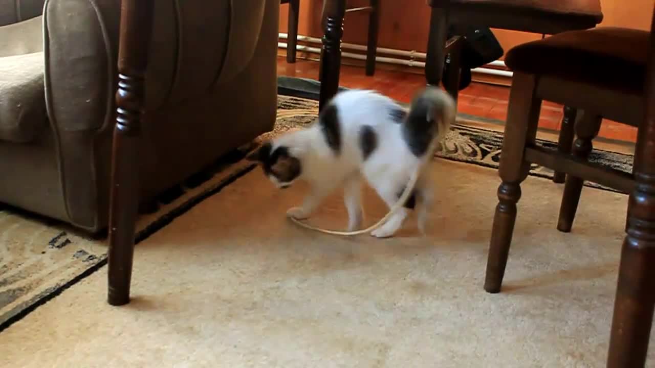 Луда котка в беда