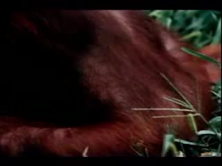 Животни Правят Секс(mix Video)