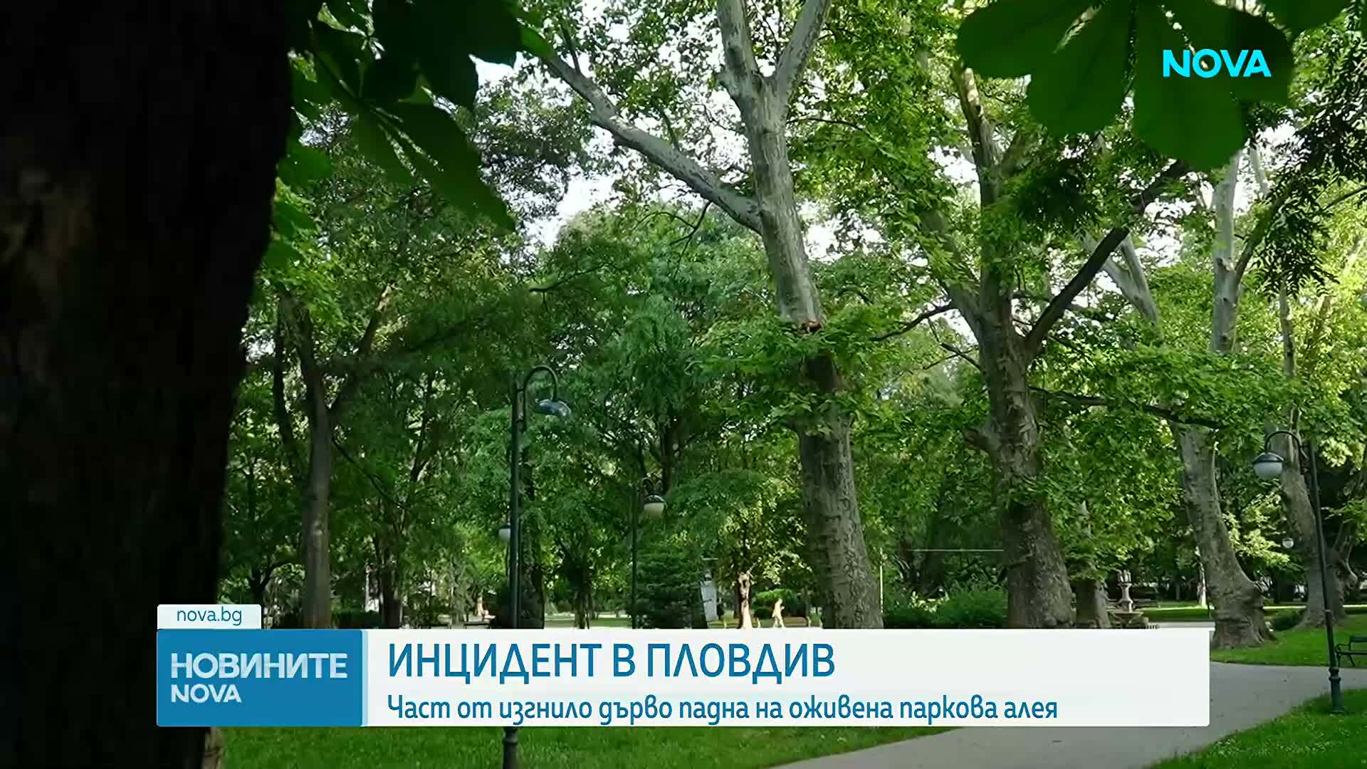 Изгнило дърво рухна на метри от деца и родители в централния парк в Пловдив
