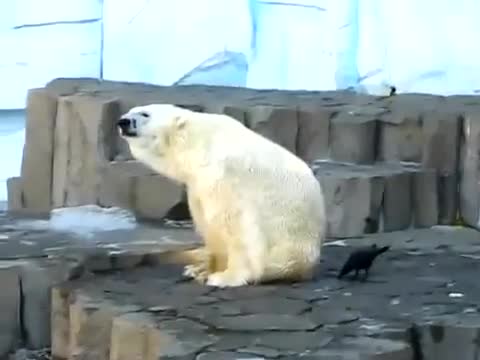 Гарван се закача с бяла мечка