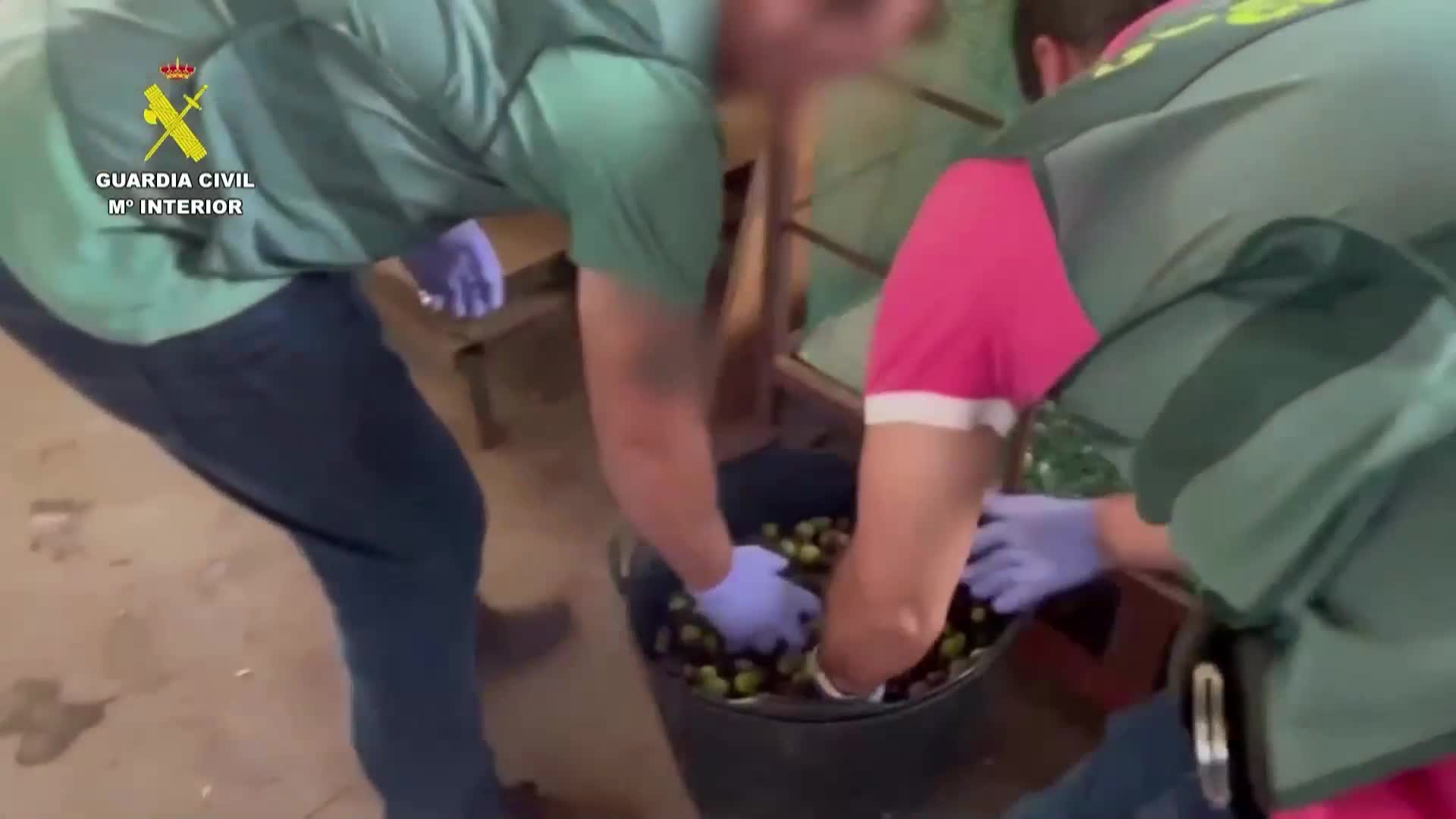 Испанската полиция разкри кражба на 74 тона маслини (ВИДЕО)