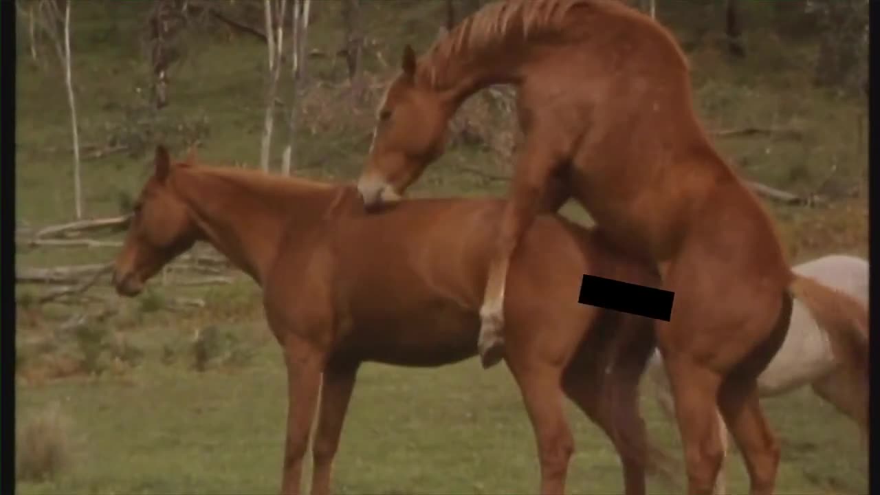 >Смях - Забавни животни