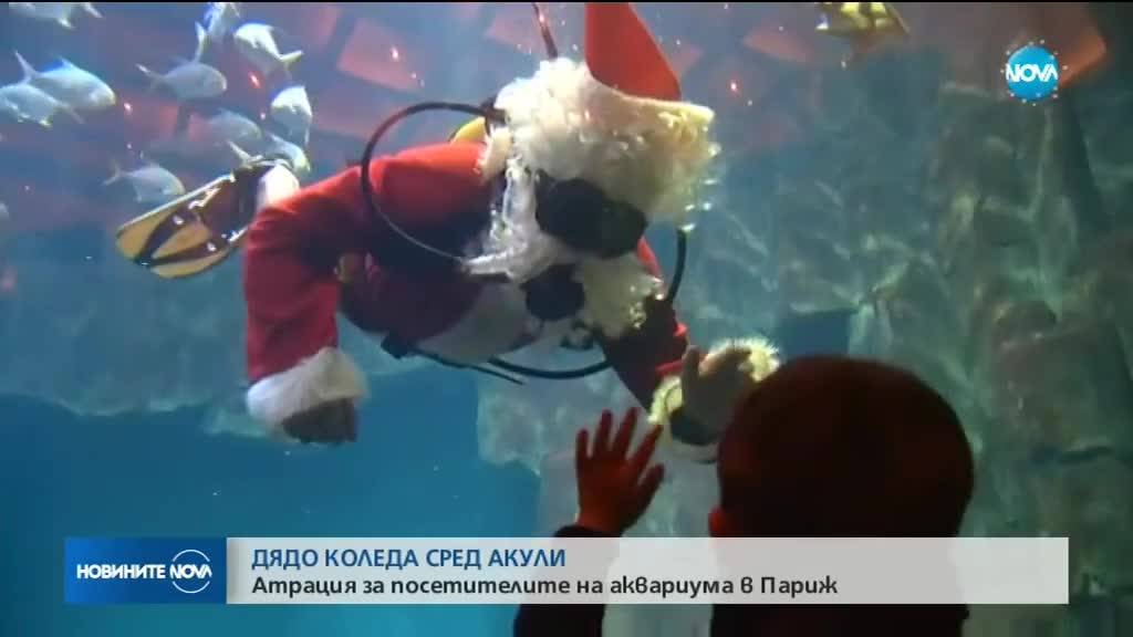АТРАКЦИЯ: Дядо Коледа плува с акули