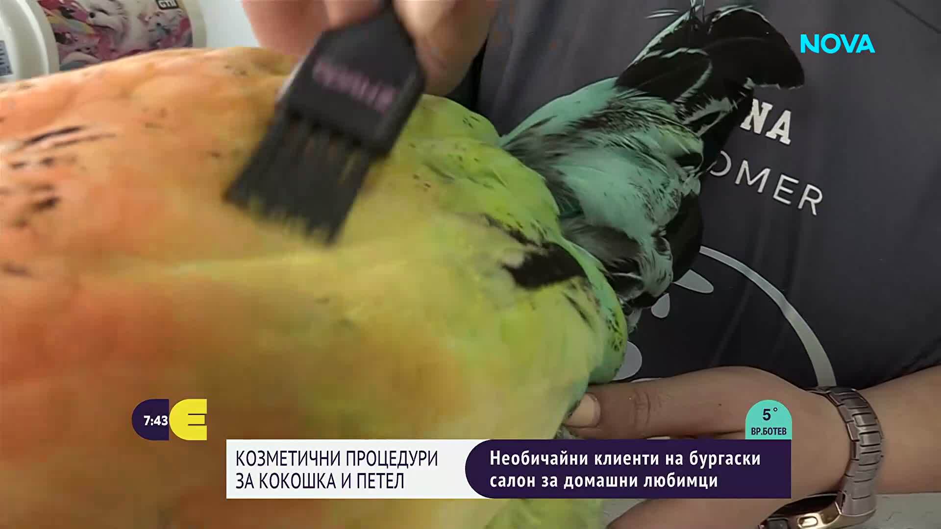Петел и кокошка - необичайните клиенти на груминг салон в Бургас