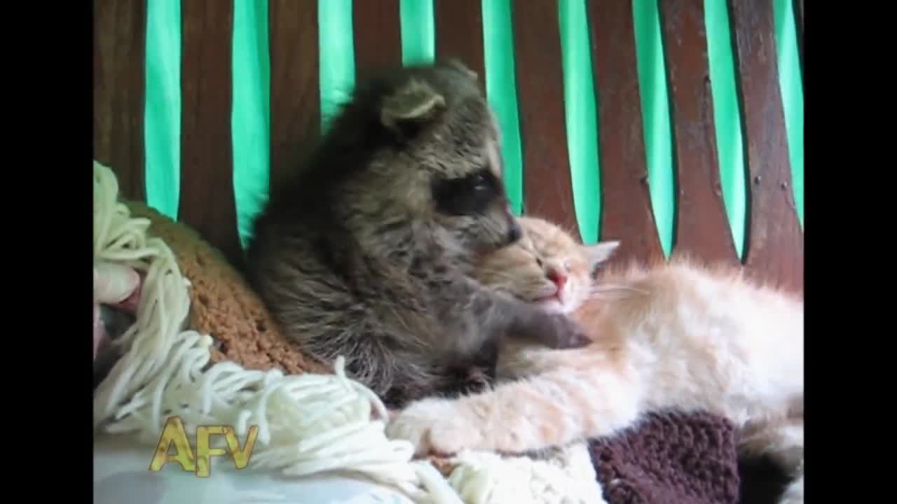 Ракун масажира котка!