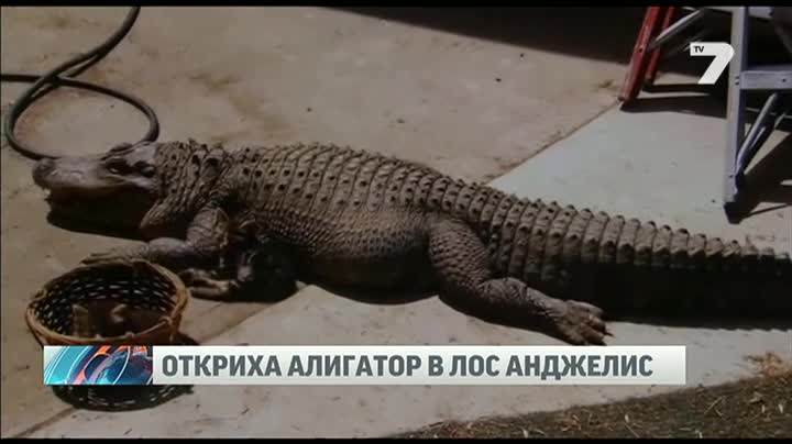 Това се казва домашен любимец!
