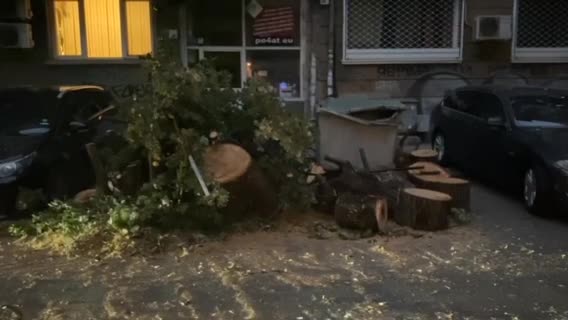 Огромно дърво падна близо до Червената къща в София