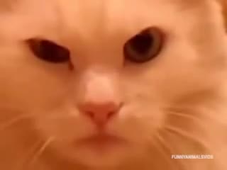 Ядосани котки. Смях!