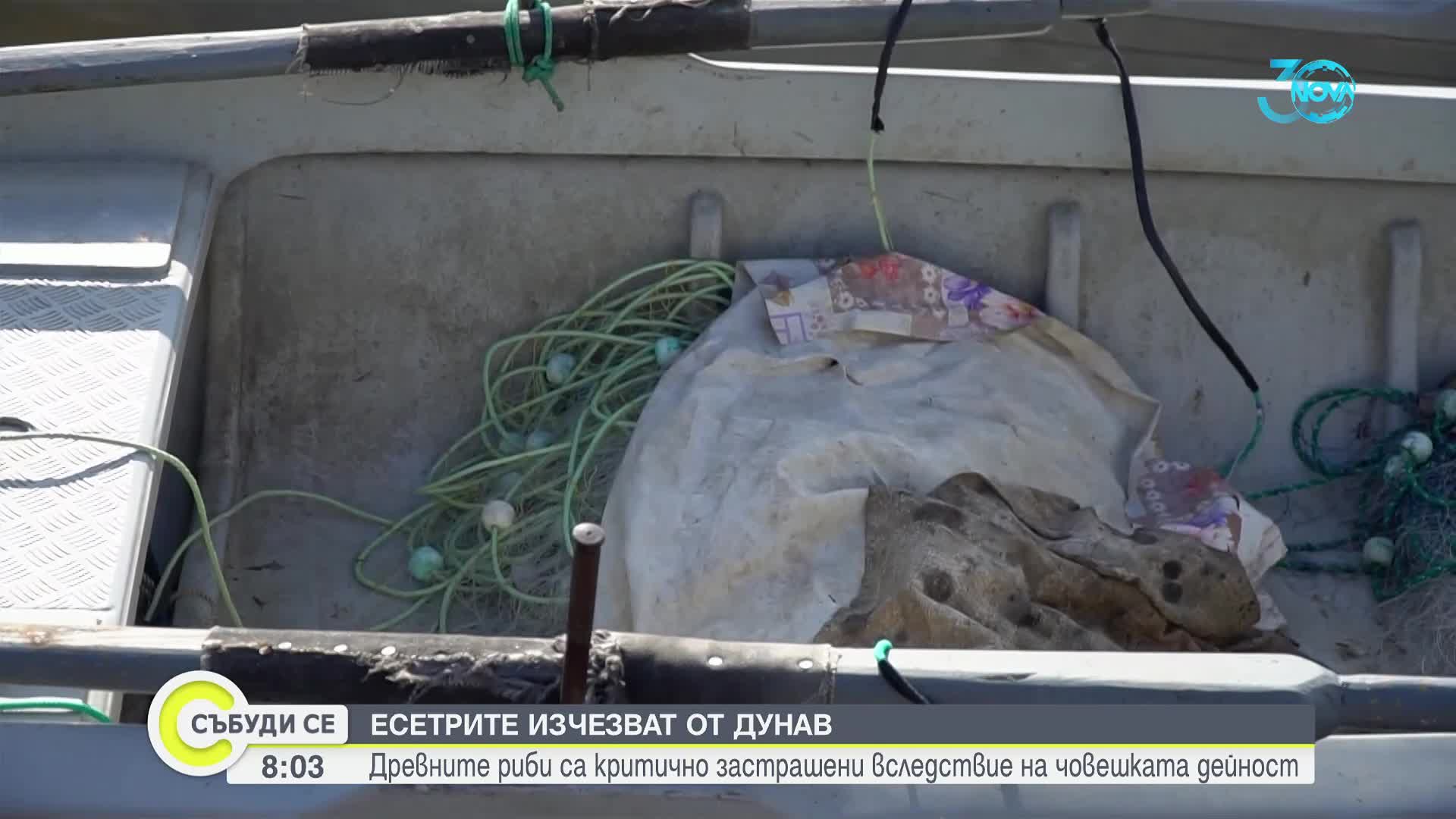 Защо есетрите изчезват от Дунав