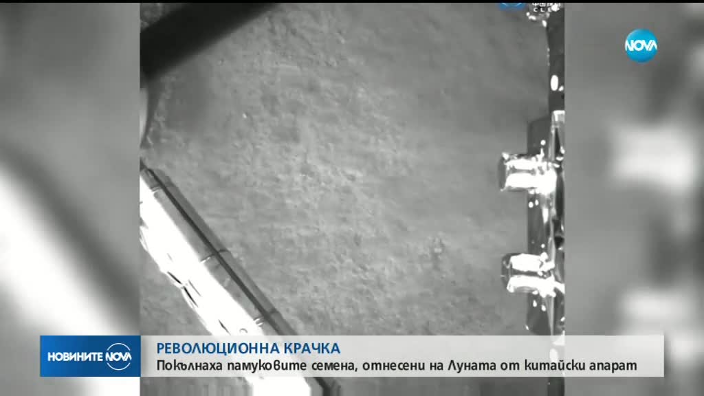 Покълнаха памуковите семена, отнесени на Луната от китайски апарат