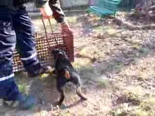 Ягтериер Срещу Котка Лудо Напр.