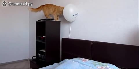 Котка си играе с балон