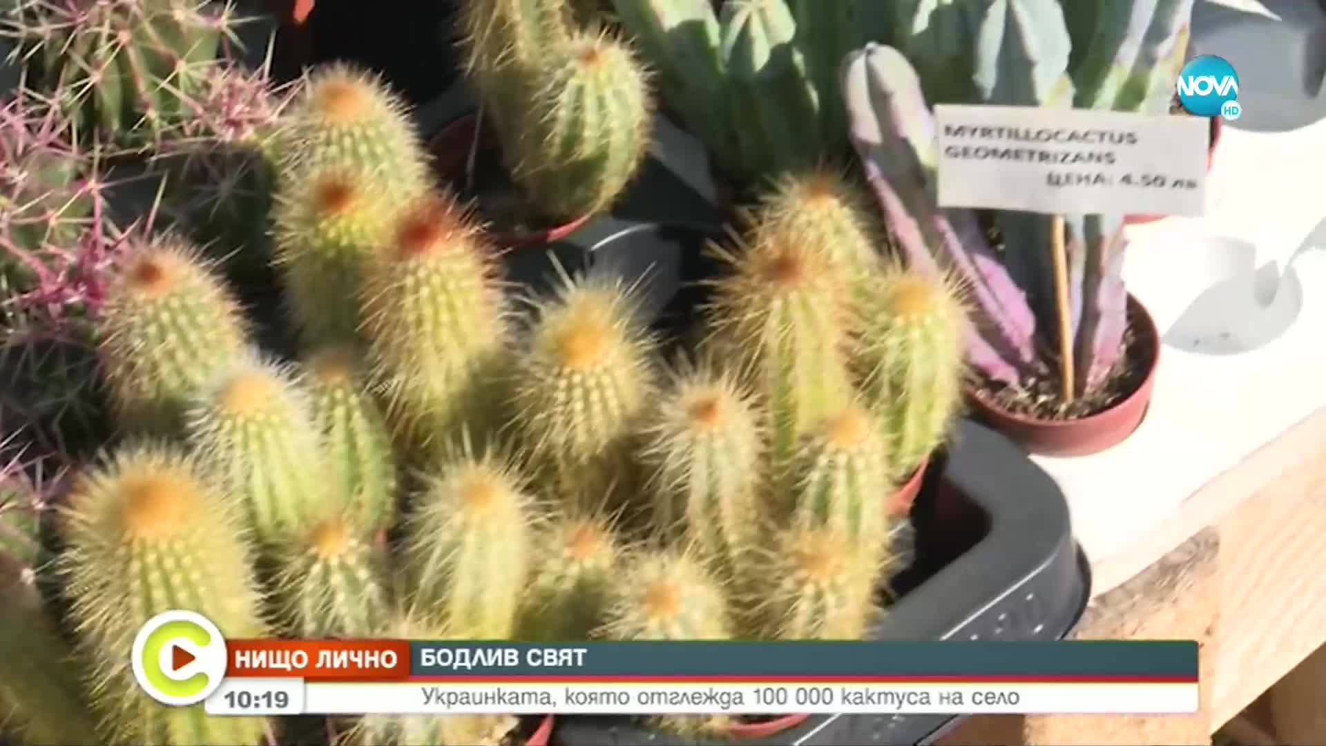 Украинка отглежда 100 000 кактуса у нас
