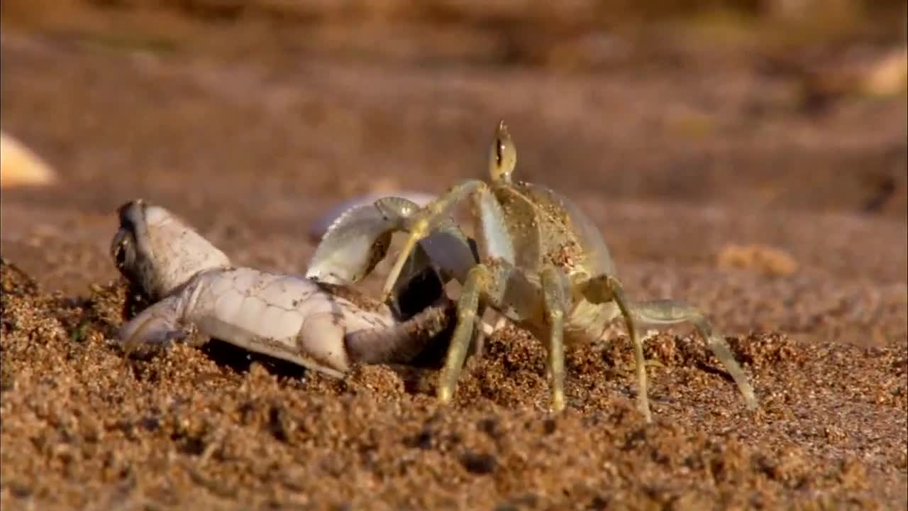 Да се Бориш за Живота си ...