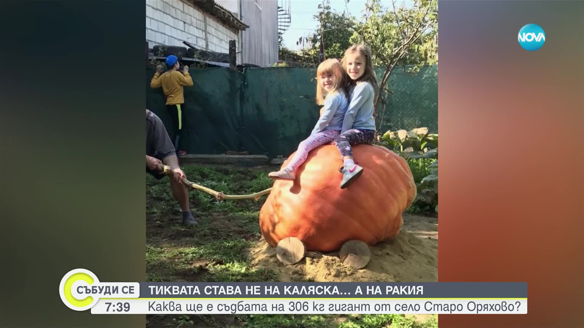 Рекорд: Български лекар отгледа 306-килограмова тиква