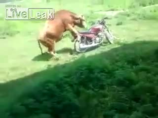 Бик съблазнен от мотор ... много смях !!!