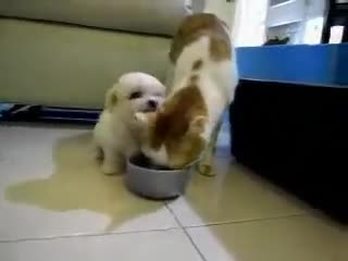 Малко и сладко куче се закача с котката